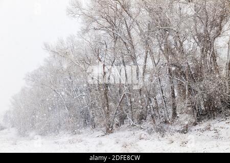 Fremont Cottonwood Bäume im November Schneesturm; Vandaveer Ranch; Salida; Colorado; USA Stockfoto