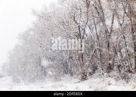 Fremont Cottonwood Bäume im November Schneesturm; Vandaveer Ranch; Salida; Colorado; USA Stockfoto