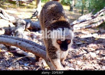 Madagaskar brauner Lemur Stockfoto