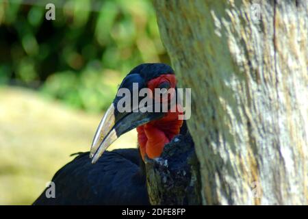 Bucorvus leadbeateri (südlicher Hornvogel) Stockfoto