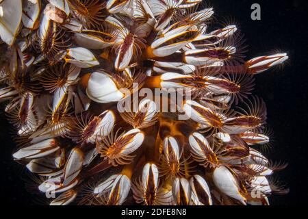 Schwanenhalsballen, Lepas anatifera, Fütterung in der Nacht unter einem Kai auf den Philippinen. Auch bekannt als Stelzenbarnacles, gemeine Gänsebarnacles, Pela Stockfoto