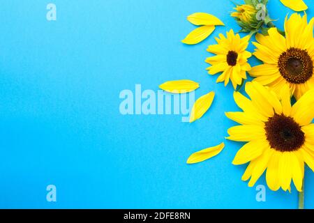 Gelbe frische Sonnenblumen Komposition auf blauem Papierhintergrund mit Kopierraum. Draufsicht Stockfoto