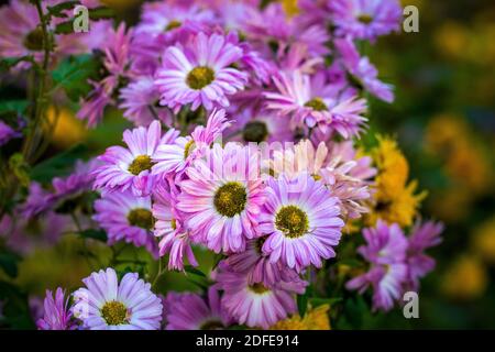 Rosa, weiße, gelbe Blüten im Garten Stockfoto