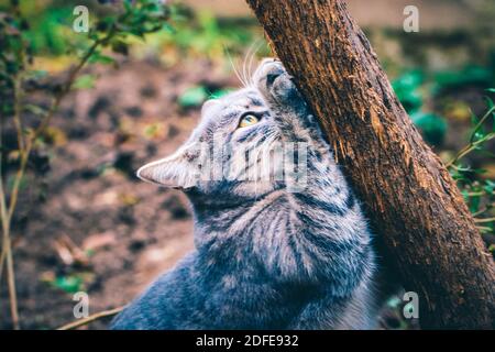 Eine Katze, die die Krallen auf einem Baum schärft Stockfoto