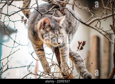 Eine Katze klettert in den Baum Stockfoto