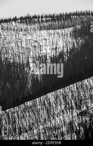 Schwarz-Weiß-Bild von toten Bäumen, die von Waldbränden verwüstet wurden; Winterschnee; Methodist Mountain (11,707' Höhe) in der Nähe von Salida, Colorado, USA Stockfoto