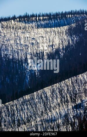 Tote Bäume vom Waldbrand verwüstet; Winterschnee; Methodist Mountain (11,707 m Höhe) in der Nähe von Salida, Colorado, USA Stockfoto