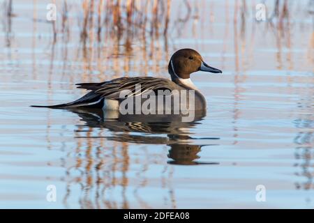 Pintail drake auf Wasser Stockfoto