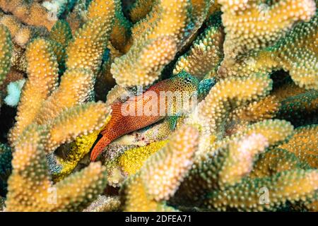 Dieser männliche kurzmundige Blenny, Exallias brevis, hat tief unten in dieser Geweih-Koralle ein Zuhause gemacht. Es bewacht zwei getrennte Eiermassen, die depo waren Stockfoto