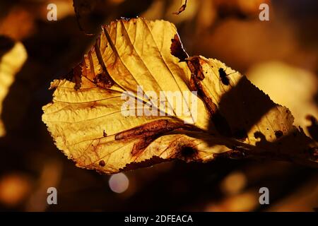 Heller Herbst Blätter mit einer Fliege im Hinterlicht Von der Sonne auf einem Baum Stockfoto