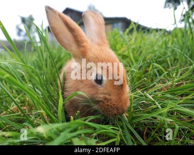 Rotes Kaninchen frisst saftiges grünes Gras auf dem Feld Stockfoto