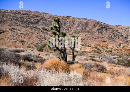 Joshua-Bäume werden in der Nähe des Gold Butte National Monument, Dienstag, 10. November 2020, in der Nähe von Mesquite, Nevada, gesehen. (Dylan Stewart/Image of Sport) Stockfoto