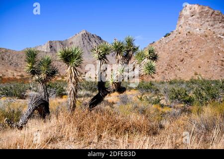 Joshua-Bäume werden in der Nähe des Gold Butte National Monument, Dienstag, 10. November 2020, in der Nähe von Mesquite, Nevada, gesehen. (Dylan Stewart/Image of Sport) Stockfoto