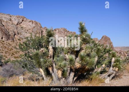 Joshua-Bäume werden in der Nähe des Gold Butte National Monument, Dienstag, 10. November 2020, in der Nähe von Mesquite, Nevada, gesehen. (Dylan Stewart/Image of Sport) Stockfoto