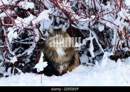 Eine weibliche Norwegische Waldkatze sitzt im Winter in der Schnee unter einem Busch Stockfoto