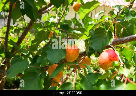 Schöne rote und orange Aprikosen, im Sommer reif im Baum Stockfoto