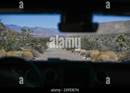 Joshua-Bäume werden in der Nähe des Gold Butte National Monument, Dienstag, 10. November 2020, in der Nähe von Mesquite, Nevada, gesehen. (Dylan Stewart/Image of Sport) Stockfoto