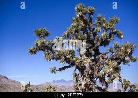 Joshua-Bäume werden in der Nähe des Gold Butte National Monument, Dienstag, 10. November 2020, in der Nähe von Mesquite, Nevada, gesehen. (Dylan Stewart/Image of Sport) Stockfoto