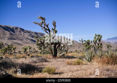 Joshua-Bäume werden in der Nähe des Gold Butte National Monument, Dienstag, 10. November 2020, in der Nähe von Mesquite, Nevada, gesehen. (Dylan Stewart/Image of Sport) Stockfoto