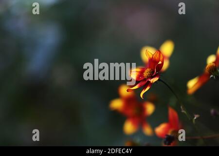 Nahaufnahme einer gelb-roten Blume vor dunklem Hintergrund in Der Garten Stockfoto