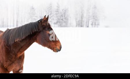 Dunkelbraunes Pferd auf schneebedecktem Feld stehend, Detail am Kopf, leerer Platz für Text rechts Stockfoto