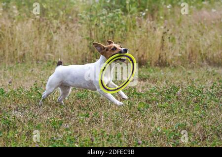 Kleiner Jack Russell Terrier, der gelbe Wurfscheibe im Mund trägt, während er auf der Wiese läuft, Blick von der Seite Stockfoto