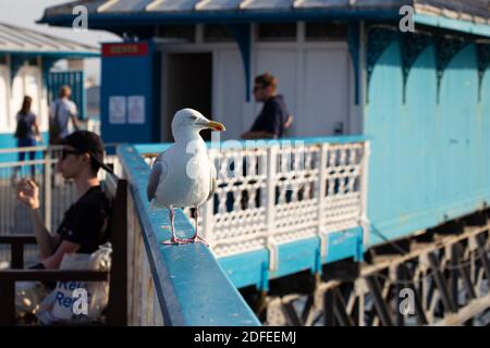 Eine Möwe thront und die potenziellen Beute aus den Augen Ein Geländer am Pier von Llandudno Stockfoto