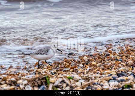 Sanderling, Calidris alba, Fütterung entlang der Flut Linie am Snettisham Strand an der Ostküste der Wash in Norfolk. Im Winter Gefieder. Stockfoto