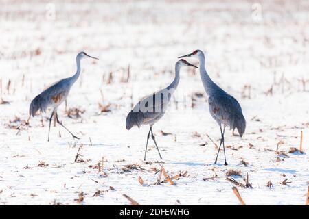 Drei Sandhügelkrane stehen auf einem Feld an einem hellen und verschneiten Januarnachmittag. Stockfoto