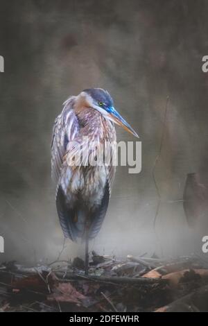 Ein großer blauer Reiher an einem bewölkten Tag sitzt auf einem Baumstamm in einem nebligen Sumpf. Stockfoto