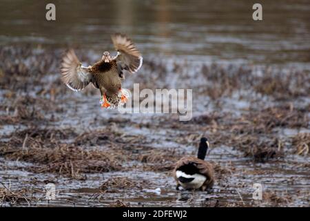 Eine Henne Stockard (oder susie) Ente kommt zu landen neben einer kanadagans, die von der Ente Antik an einem Wintermorgen besorgt aussieht. Stockfoto