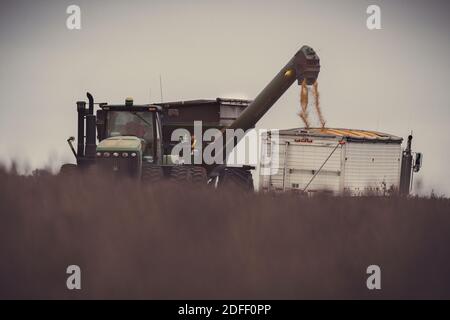 Ein Getreideschlepper wird von einem John Deere Traktor und einem Schwerkraftwagen in Jackson County, Indiana, beladen. Die Szene wird teilweise von Sojabohnen überblattert. Stockfoto