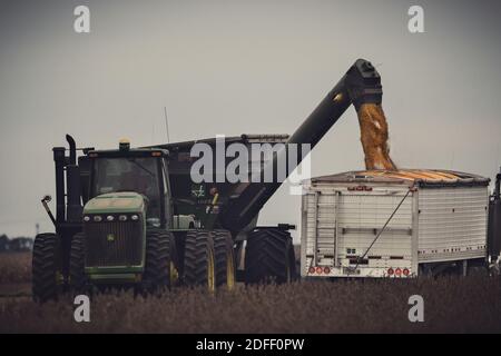 Ein Getreideschlepper wird von einem John Deere Traktor und einem Schwerkraftwagen in Jackson County, Indiana, beladen. Die Szene wird teilweise von Sojabohnen überblattert. Stockfoto