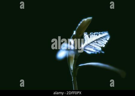 Der Cotyledon von einem Goldenrain Baum. Aufgenommen in 590 nm Infrarotlicht in meinem Hinterhof. Stockfoto