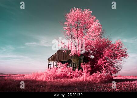 Ein pinkes und blaues Infrarotbild einer kleinen Scheune in Jackson County, IN. Stockfoto