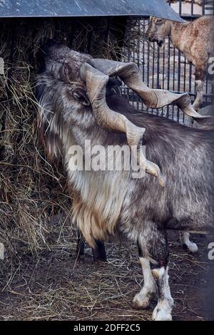 Markhor mit großen Hörnern isst Heu Stockfoto