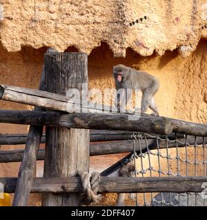 Moskau, Russland - Oktober 25 2020: Japanischer Makak im Moskauer Zoo Stockfoto