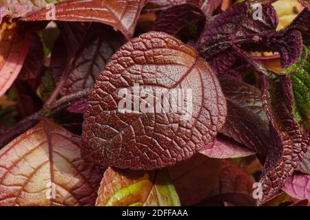 Dekorative Blätter in Herbstfarben. Schwedischer Efeu, Schwedische Begonien oder gequirlter plectranthus ist eine Pflanze aus der Familie der Lamiaceae. Jährliche Anlage. Stockfoto