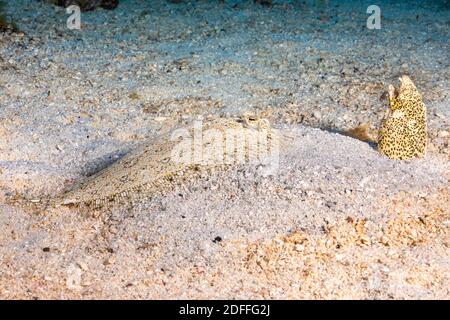Eine Pfauenflunder, Bothus mancus, und ein Sommersprossen-Schlangenaal, Callechelys lutea, teilen sich einen Moment im Sand, Hawaii. Pfauenflunder können die Farbe ändern Stockfoto