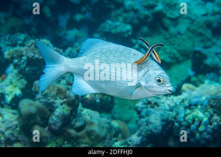 Dieser Topfsegel-Döbel, Kyphosus cinerascens, wird von zwei bluestreak-Reinigungswrassen, Labroides dimidiatus, Yap, Mikronesien, nach Parasiten gesucht. ICH Stockfoto