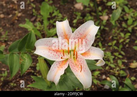 Eine einzelne asiatische Lilienblume mit weißen und orangen Blütenblättern und roten Flecken auf den Blütenblättern in Janesville, Wisconsin, USA Stockfoto