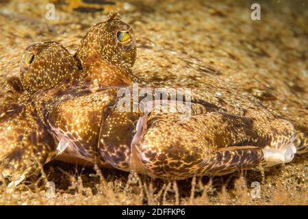 Skeleton Garnelen, Caprellide sp. Linie den Boden vor dieser Javan Flunder, Pseudorhombus javanicus, Philippinen. Stockfoto