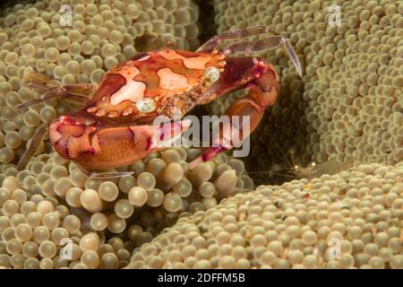 Die Harlekin schwimmende Krabbe, Lissocarcinus laevis, lebt mit dieser Seeanemone in Symbiose, Philippinen. Stockfoto