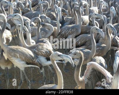 Rosa Flamingohühner während des klingenden Fangen in der Fuente De Piedra See Stockfoto