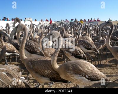 Rosa Flamingohühner während des klingenden Fangen in der Fuente De Piedra See Stockfoto