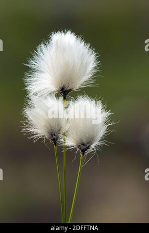 Wollgras, Fruchtstand, (Eriophorum vaginatum), Stockfoto