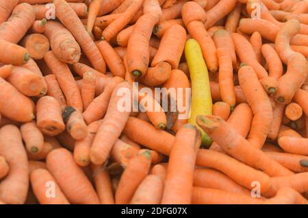 Eine Gelbe Karotte dazwischen viele orangene Karotten Stockfoto