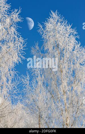 Halbmond hinter Frost bedeckt Birken im Winter. Stockfoto