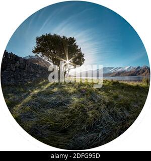 Baum am Ufer des Loch Hourn, Schottland. Stockfoto