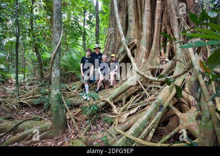 Familiengruppe unter den Wurzeln der riesigen kleinblättrigen Feige (Ficus obliqua). Dezember 2020. Cow Bay. Daintree National Park. Queensland. Australien Stockfoto